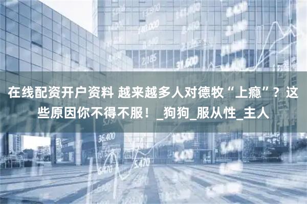 在线配资开户资料 越来越多人对德牧“上瘾”？这些原因你不得不服！_狗狗_服从性_主人