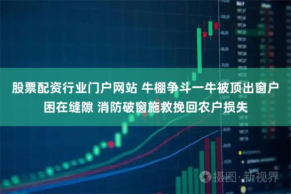 股票配资行业门户网站 牛棚争斗一牛被顶出窗户困在缝隙 消防破窗施救挽回农户损失
